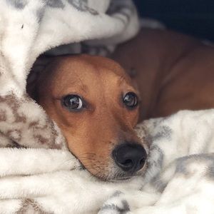 Meet your Posher, Bianca